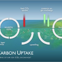 Ocean Carbon Uptake
