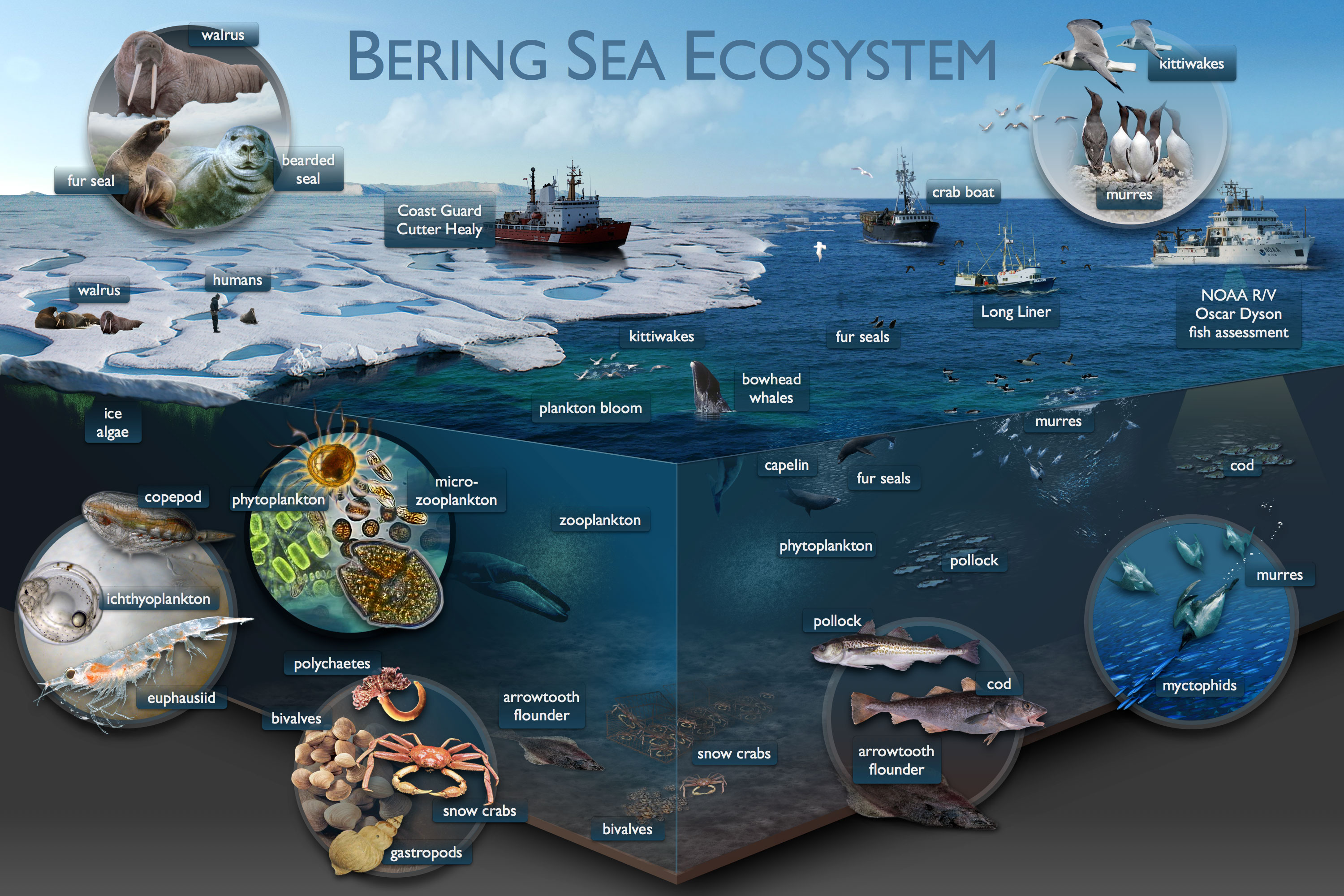 Bering sea ecosystem | Beringinmeri | Pinterest | Ecosystems, Oscar