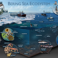 Bering Sea Ecosystem
