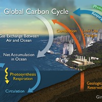 Carbon Cycle