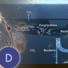 Dissolved Oxygen