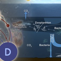 Dissolved Oxygen