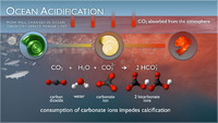Ocean Acidification Illustrations