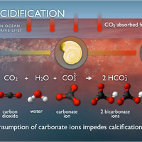 Ocean Acidification Process