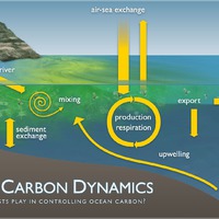 Coastal Carbon Dynamics