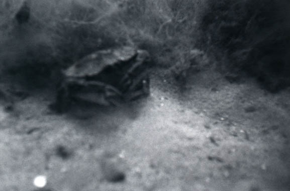 79crab