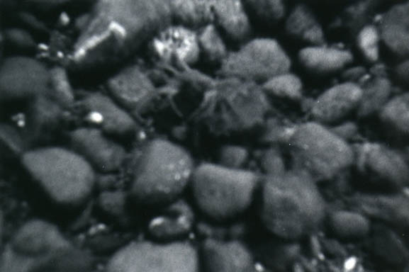 79crab2