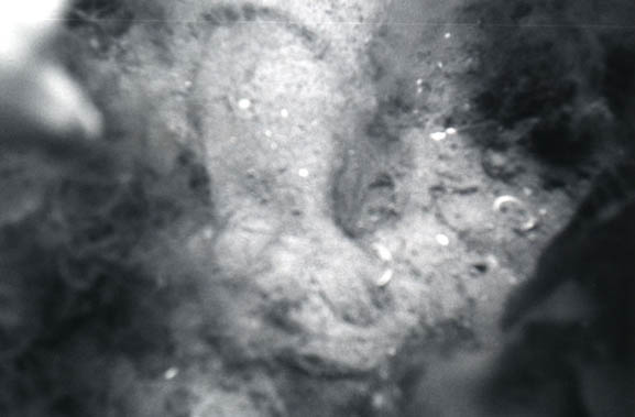 79flatfish
