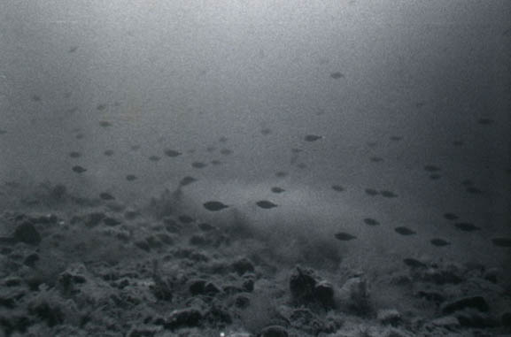 79littlefishes