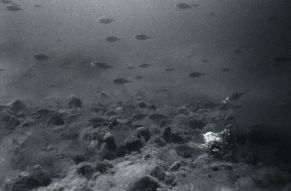 79littlefishes2