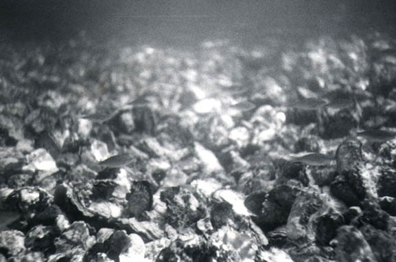 79oysters