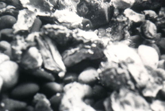 79oysters2