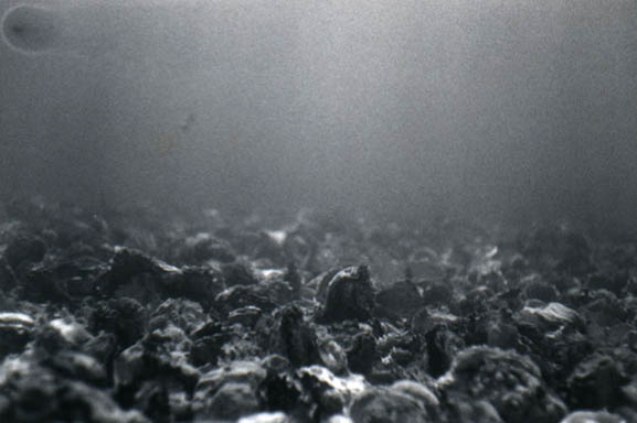 79oysters3