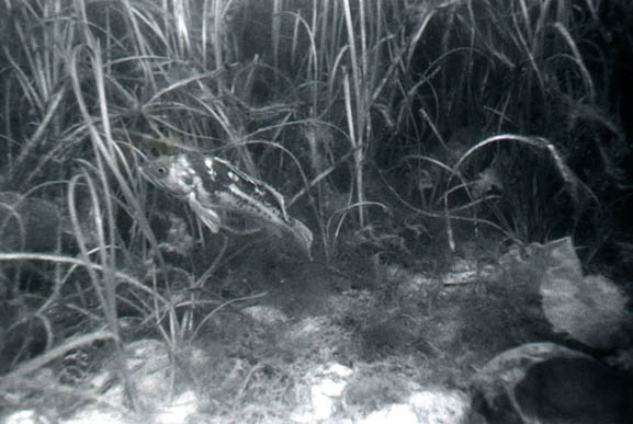 79smallfish