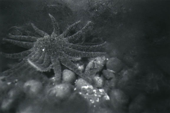 79starfish