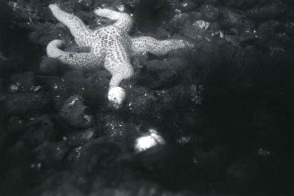 79starfish2