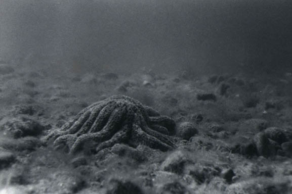 79starfish3