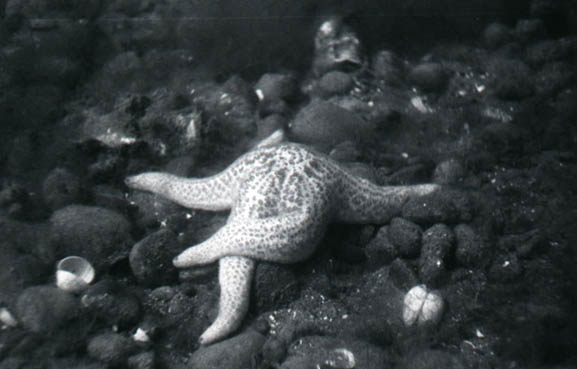 79starfish6