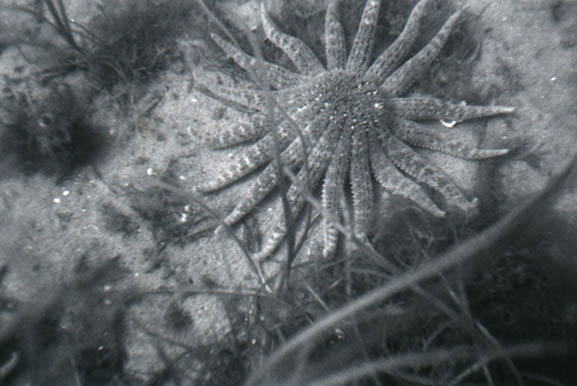 79starfish8