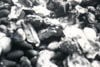 79oysters2